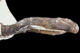 Fossil Mosasaur Skull Section - Goulmima, Morocco #107177-7